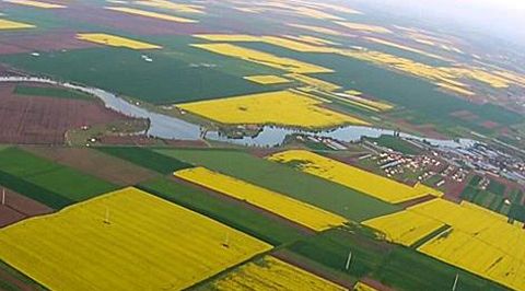 Parfum de salcami si flori de rapita