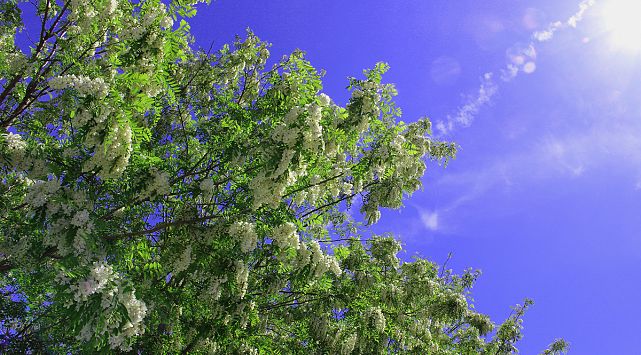 am plantat 4.000 de salc&acirc;mi &icirc;n Dealul Verde...